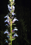 blue lobelia